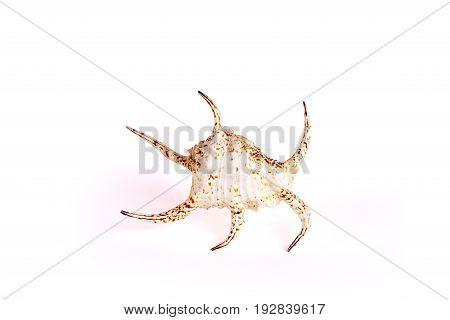Seashells tropical Isolated With Paths white Background