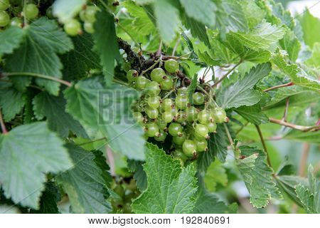 redcurrant verdant green bush in atural berry