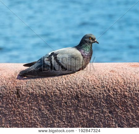 Lonely Dove Bird. One Pigeon.