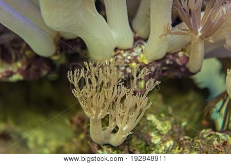 Living corals are very close in nature