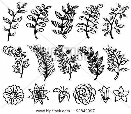 Sketch hand drawn branch and leaves vector decorative floral nature element. Branch sketch black and floral flower illustration
