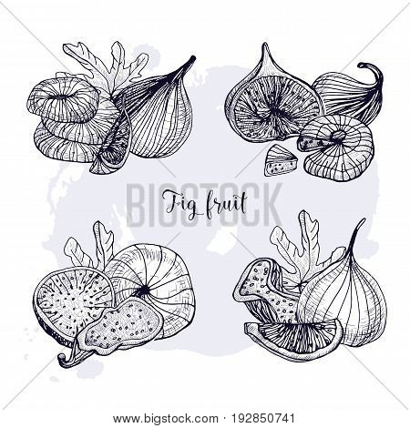 Set of different fig fruit. Fresh and dried fruits, leaf, slices. Black and white contour vector hand drawn illustration