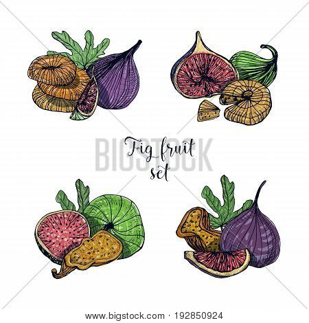 Set of different fig fruit. Fresh and dried fruits, leaf, slices. Colorful vector hand drawn illustration