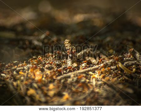 Close-up of ants working at the anthill in the woods