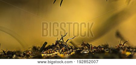 Close-up of ants carrying a beetle on top of the formicary in the woods