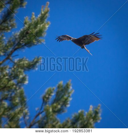 Black kite spread wings flying in the blue sky above the pine trees top branches