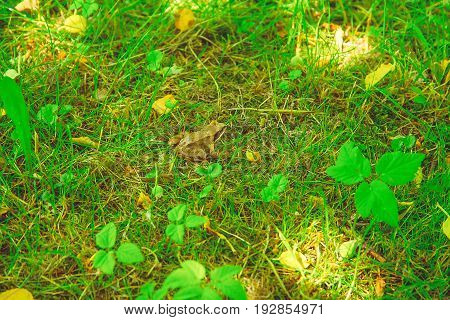 Rana temporaria sitting in green grass in the park