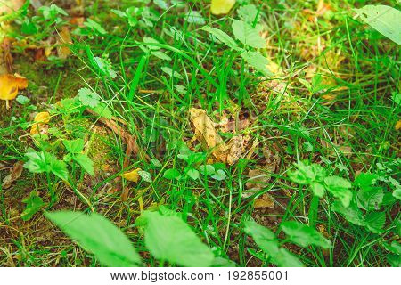 Rana temporaria sitting in green grass in the park