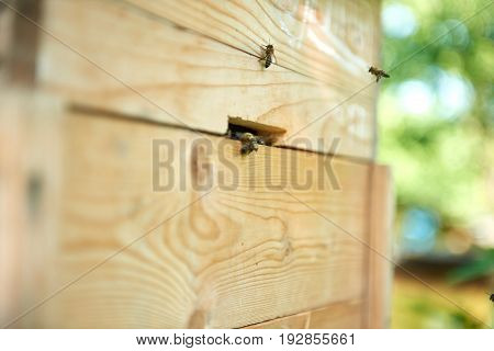 Macro shot of bees flying to bee house on apiary copyspace.