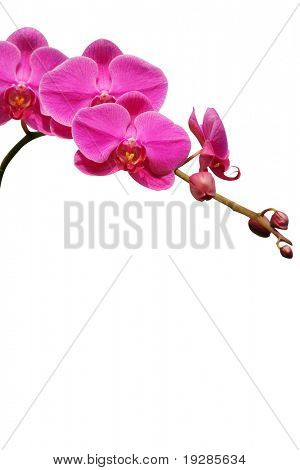 Paarse orchid op witte achtergrond