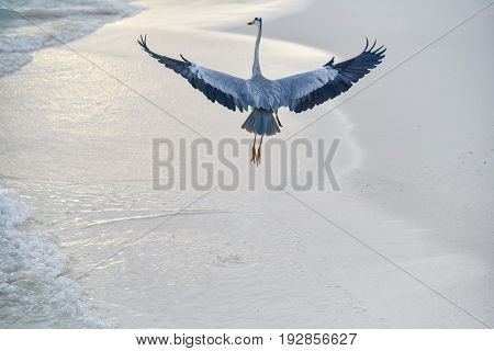 Egret On The Beach In Adaaran Island,maldives