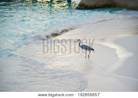 Egret On The Beach In Adaaran Island,maldives