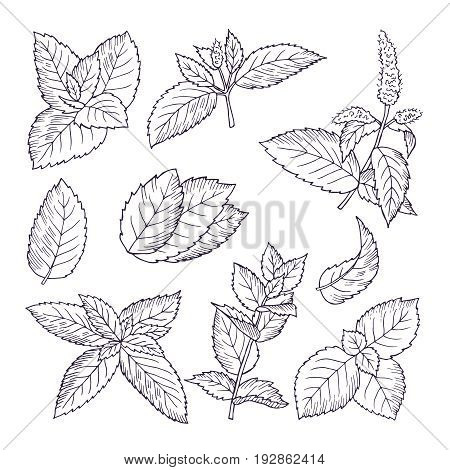 Hand drawn illustrations of mint leaves and branches. Herbal doodle background. Spice herb mint medicine ingredient