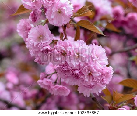 Blossoming Pink Sakura Trees On The Streets.