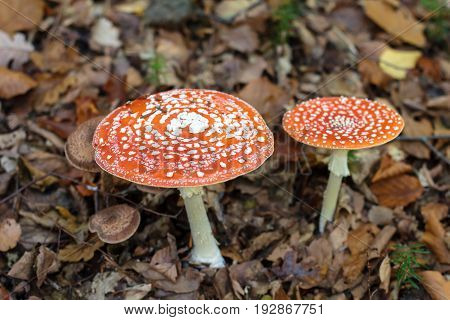 Mushrooms In The Carpathian Forests