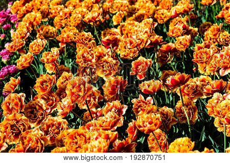 Terry orange tulips closeup nature background new