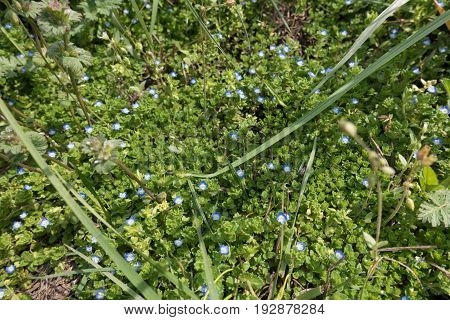 Flowering Plant Of Veronica Polita In The Grass