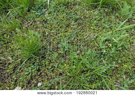 Glade Covered With Flowers Of Veronica Polita