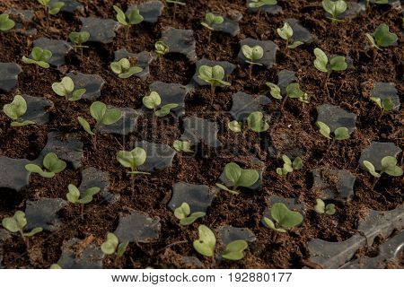 Cauliflower Extreme Close Up