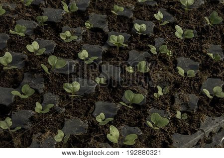 Cauliflower Extreme Close Up