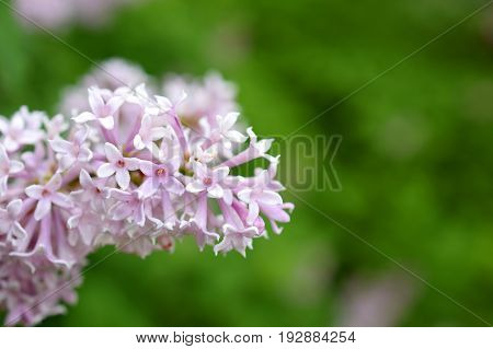 Close up of flowering Hungarian lilac (Syringa josikaea). Green blurred background.