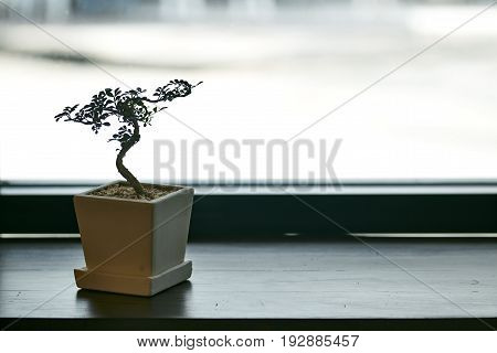 A small tree in a pot by the window with morning sunlight.