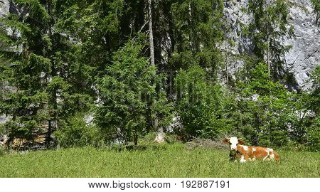 A solitary brown and white dairy cow in a mountain pasture near Pontebba Friuli Venezia Giulia north east Italy.