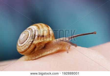 Little Snail Sitting On A Hand.macro Photography Of Snail