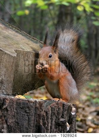 Squirre