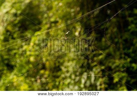 female Golden Web Spider Nephila pilipesin the forest of Laos