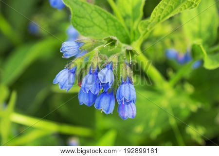 Comfrey Caucasian In June