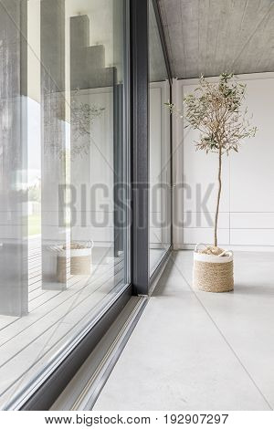 Window wall and minimalistic tree in living room