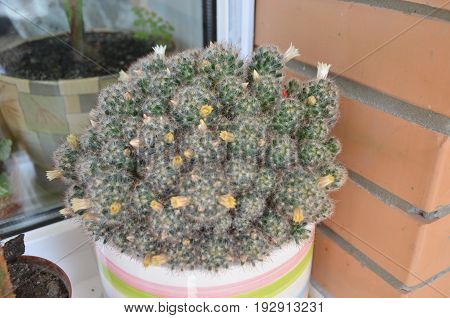 Cactus Mammillaria Is Blooming In Pot