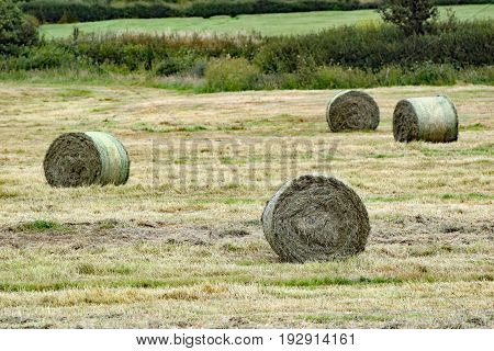 Hay bales made only an hour or so before in a field in North Devon England. Viewed from the Tarka Trail & Southwest Coast Path