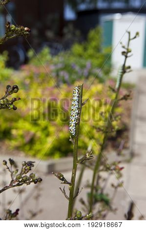 a mullein moth caterpillar cucullia verbasci on figwort plant in summer