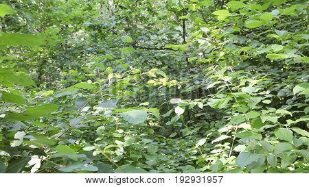 Dark forest background. Karelia forest trees 4k