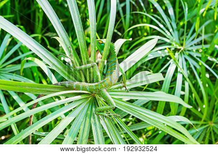 Chameleon In Greenery