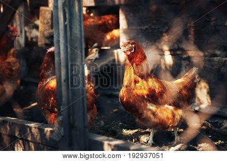 A flock of chickens is moving around the pens. Concept farming.