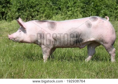 Young spotted pietrain pig with black spots on farm field. Spotted pietrain pig with black spots on the meadow