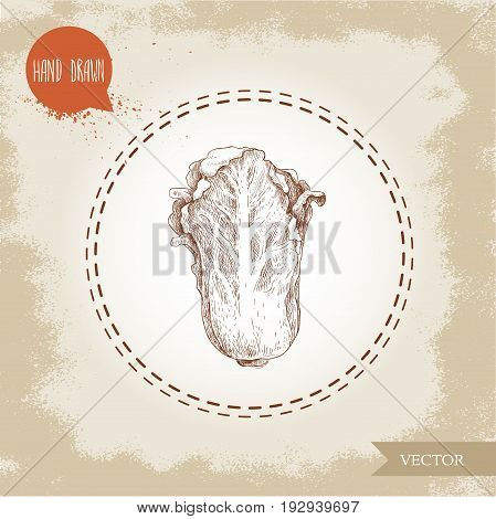 Hand drawn sketch chinese cabbage. Pe-tsai exotic vegetable. Eco food vector illustration.