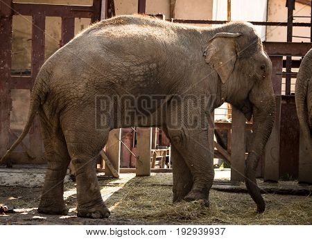 Big elephant in a park in the nature .