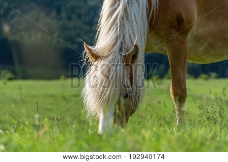 Beautiful red horse grazing in a meadow in spring