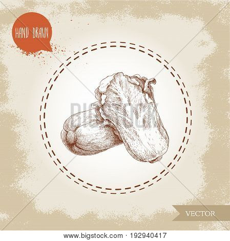 Hand drawn sketch chinese cabbage composition. Pe-tsai exotic vegetable. Eco food vector illustration.