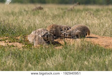 American Badger Cub Siblings Playing at Den
