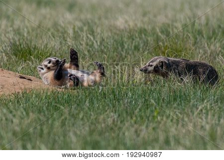 American Badger Sibling Cubs Playing Near Den