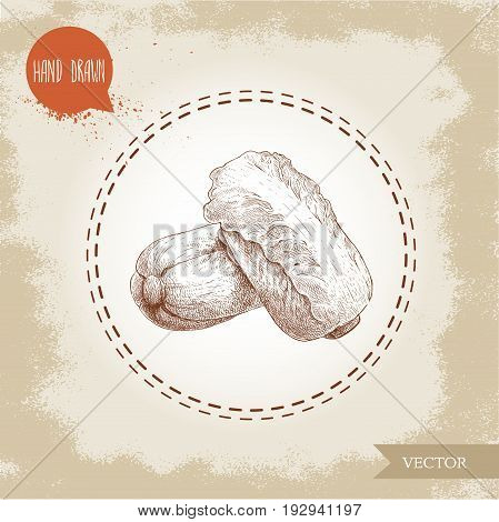Hand drawn sketch chinese cabbage composition. Pe-tsai exotic vegetable. Farm fresh vegetables vector illustration.