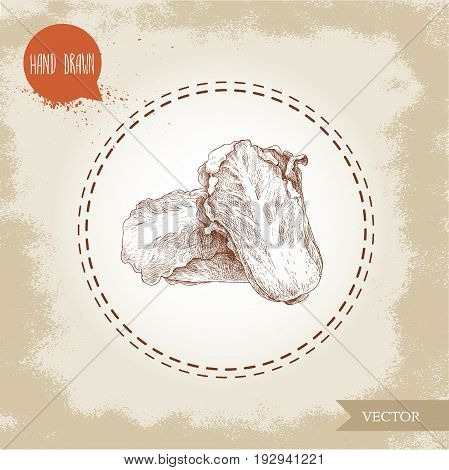 Hand drawn sketch chinese cabbage composition. Pe-tsai exotic vegetable. Farm fresh vegetables vector illustration.