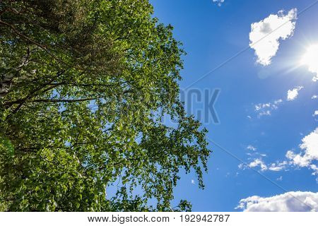 Green Leaves Against Blue Sky