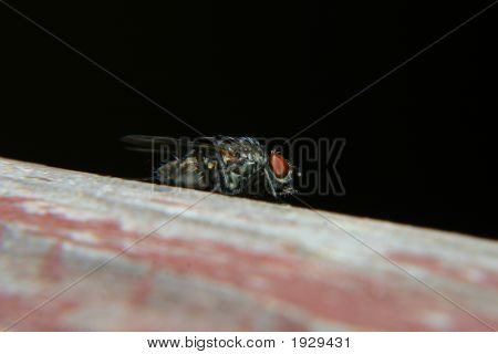 La mouche Close Up