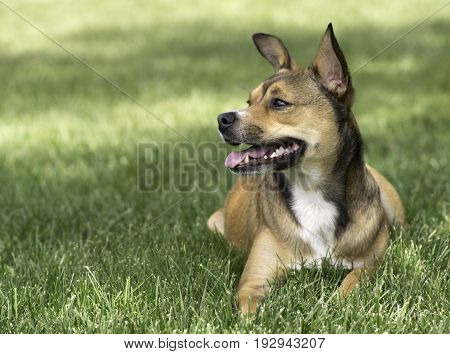 Small cute dog rest on the green grass in park.